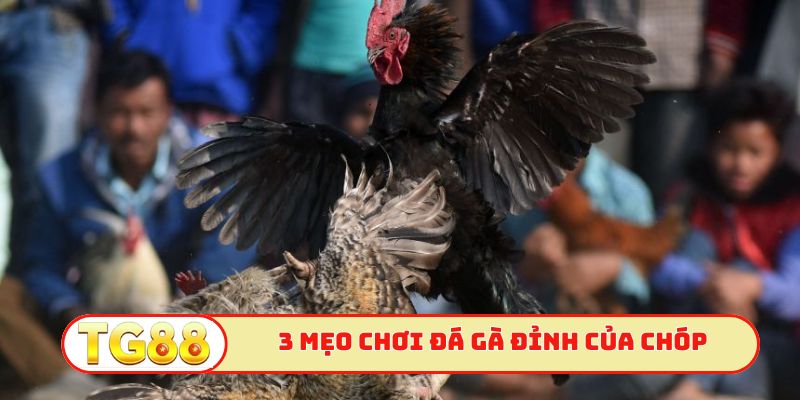 3 mẹo chơi đá gà đỉnh của chóp