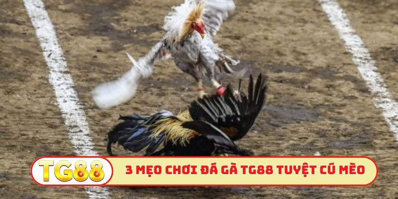 3 mẹo chơi đá gà TG88 tuyệt cú mèo
